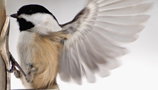 Wild Birdcare (21) Wild Birdcare (21)